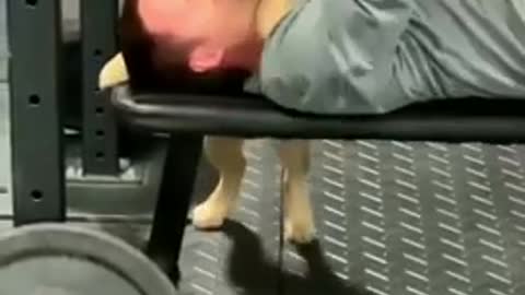 This Dog Knows How To Make Training More Efficient! Your Good Mood Is Here! #Shorts.