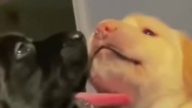 funnyvideos#cute#dog