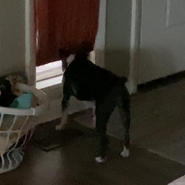 Dog looking for mommy