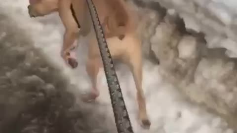 winter walk