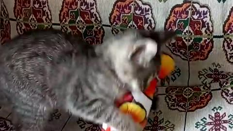 Cat funny video