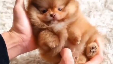 The cutest dog puppy 🐕 | Pets