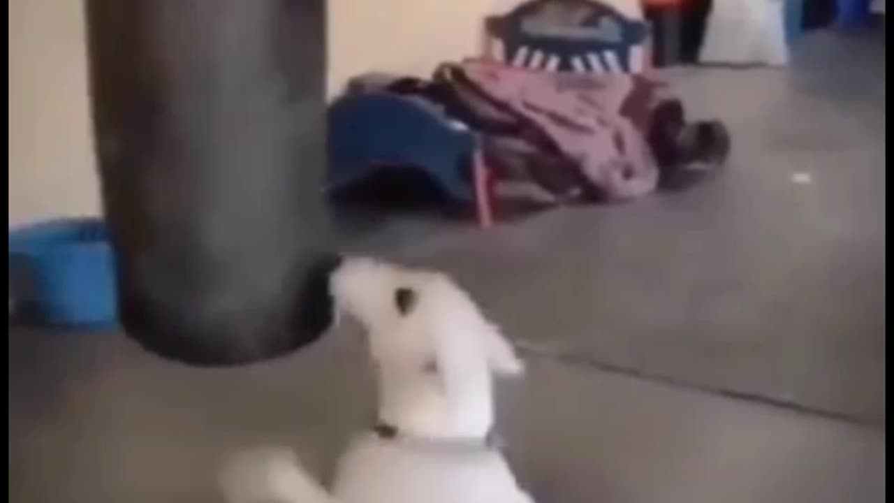 Watch till end.... Ninja cat and scary dog