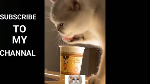 Funny cat and dog #215 home Funny Animal Reaction Funniest Cats Ever