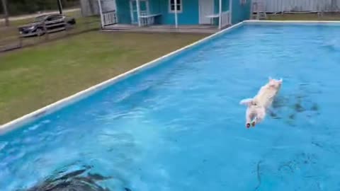 Cute dogs was playing in the swimming pool