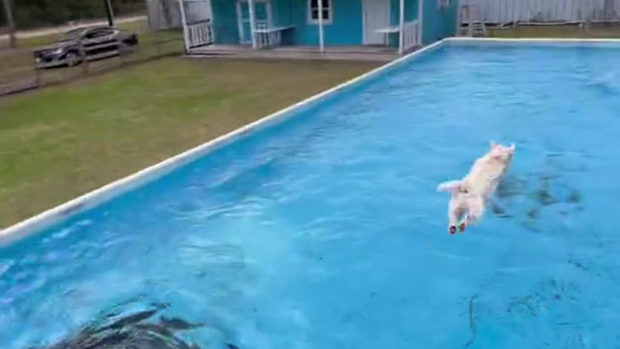 Cute dogs was playing in the swimming pool