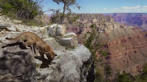 Photographing the Grand Canyon's Mountain Lions | America the Beautiful BTS | National Geographic