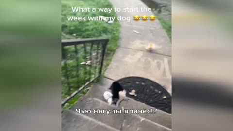 Funny animals - Funny cats / dogs - Funny animal videos 281