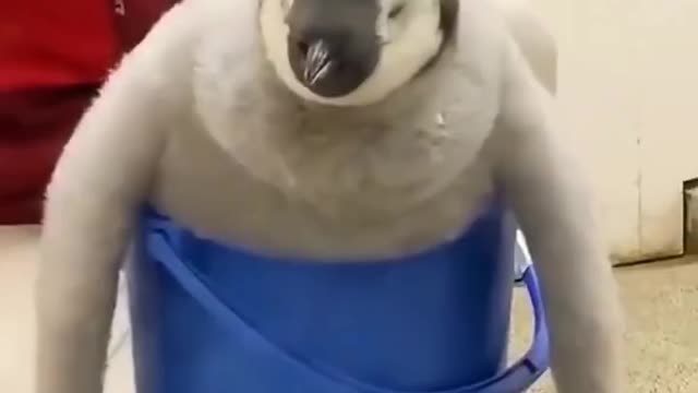 Penguin weight