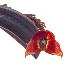 Lepanthes Lucifer