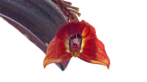 Lepanthes Lucifer