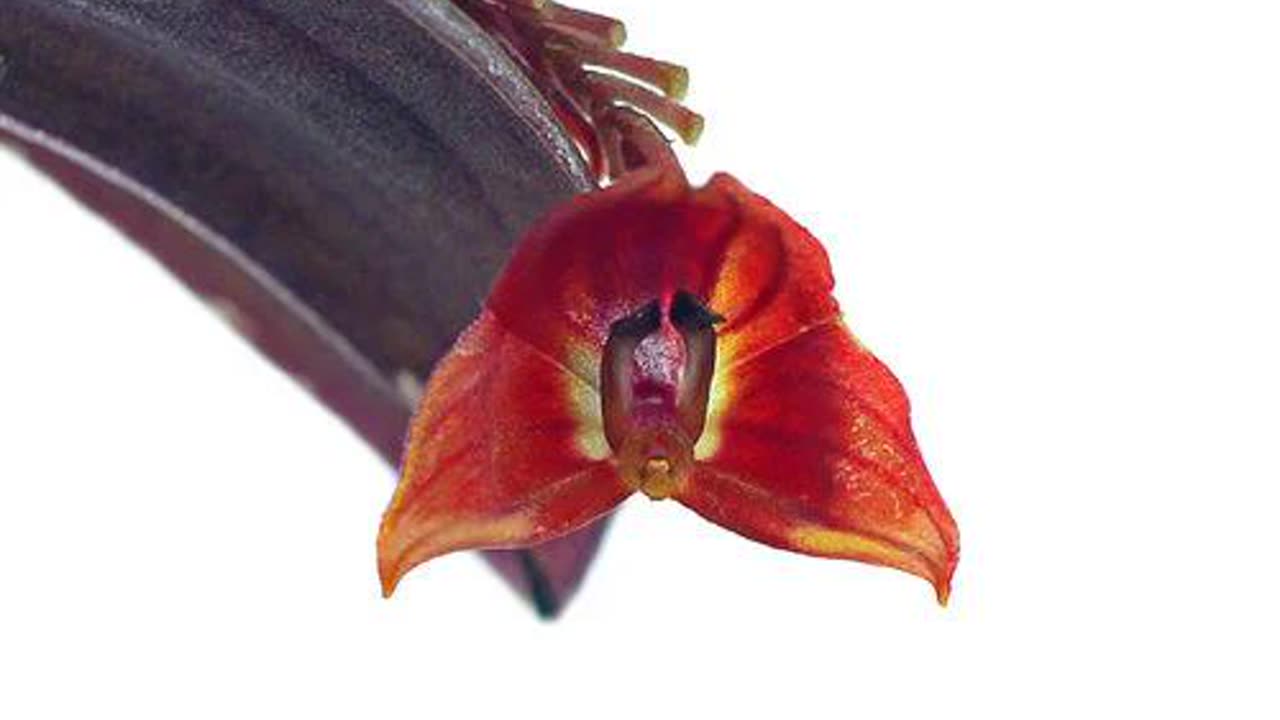 Lepanthes Lucifer