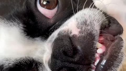 Viral funny moments dogs