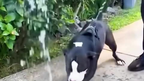 Dogs funny, Funny animals Hub, funny animals life 😄😆🤣, funny videos, 😄😆only dogs 🐕🤣😆, 🐕crazy dogs 🐕😜