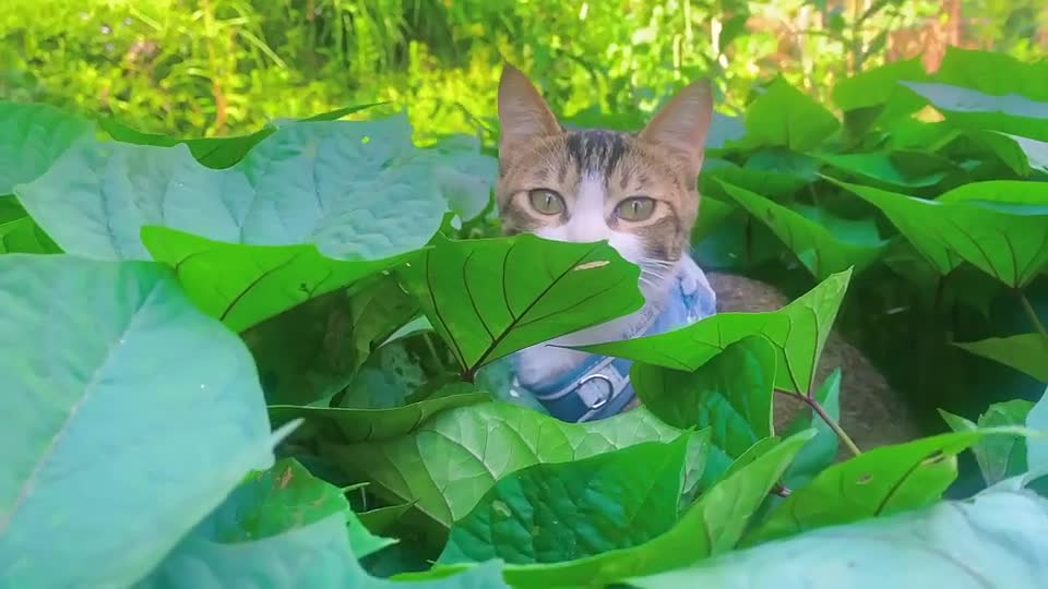 Cute pet cat 🐱, medical checkup rural life