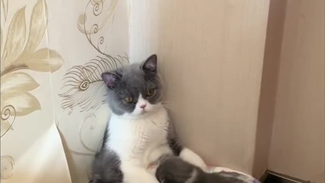 cat at