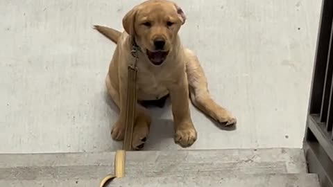 Mentally preparing to haul his butt up the stairs bc mom won't hold him