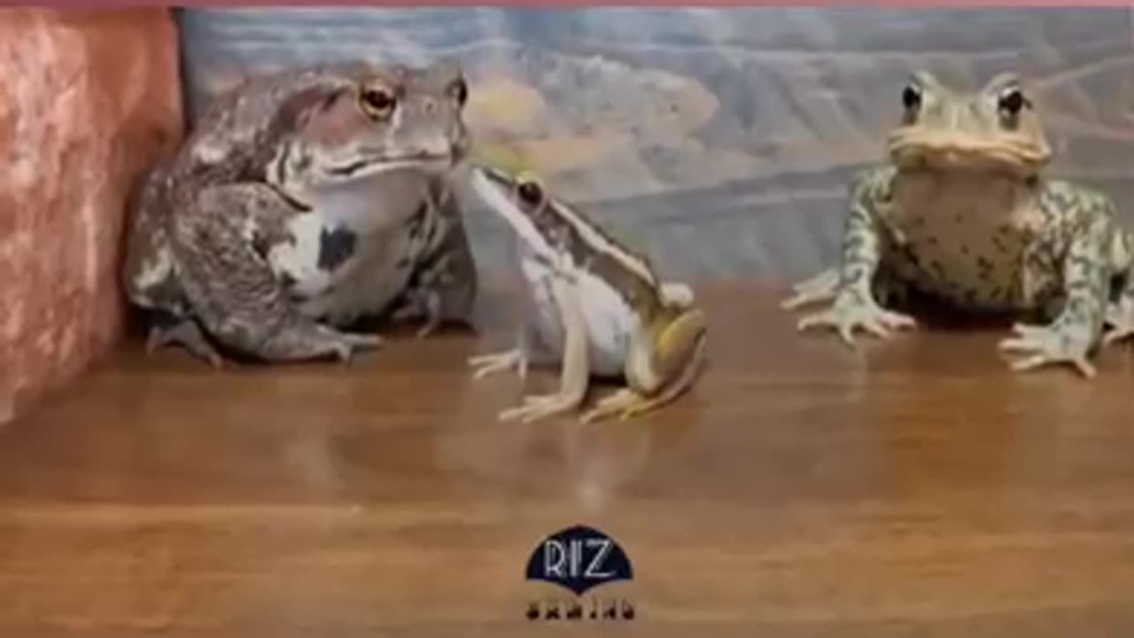 Funny frogs