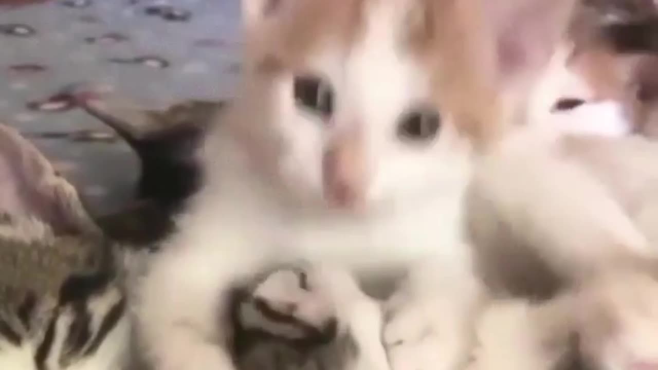 Cute cat baby funny video capture scripture 🤣