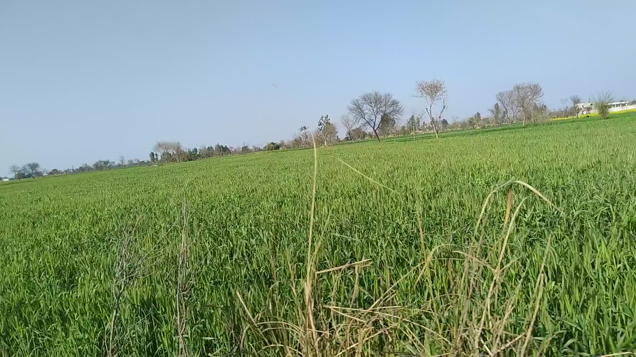 my village