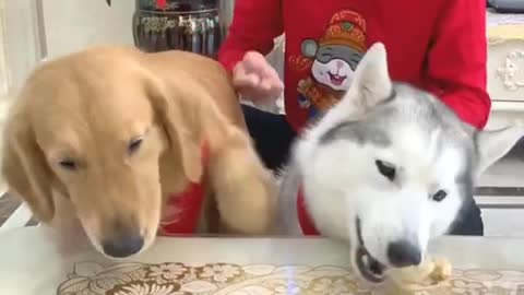 Funny baby dog