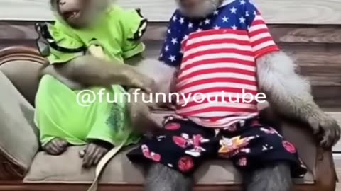 Funny videos