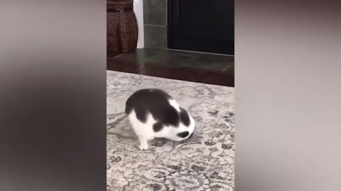 Funny Pet Videos