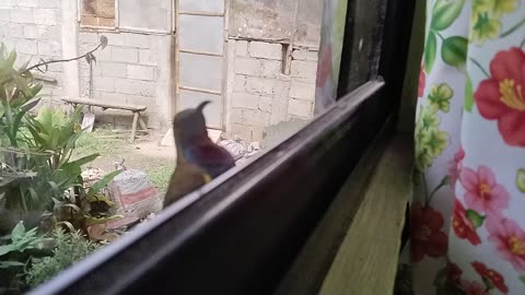 Scenario In the window every morning
