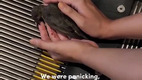 Bird gets foot stuck in escalator on 10 Aug