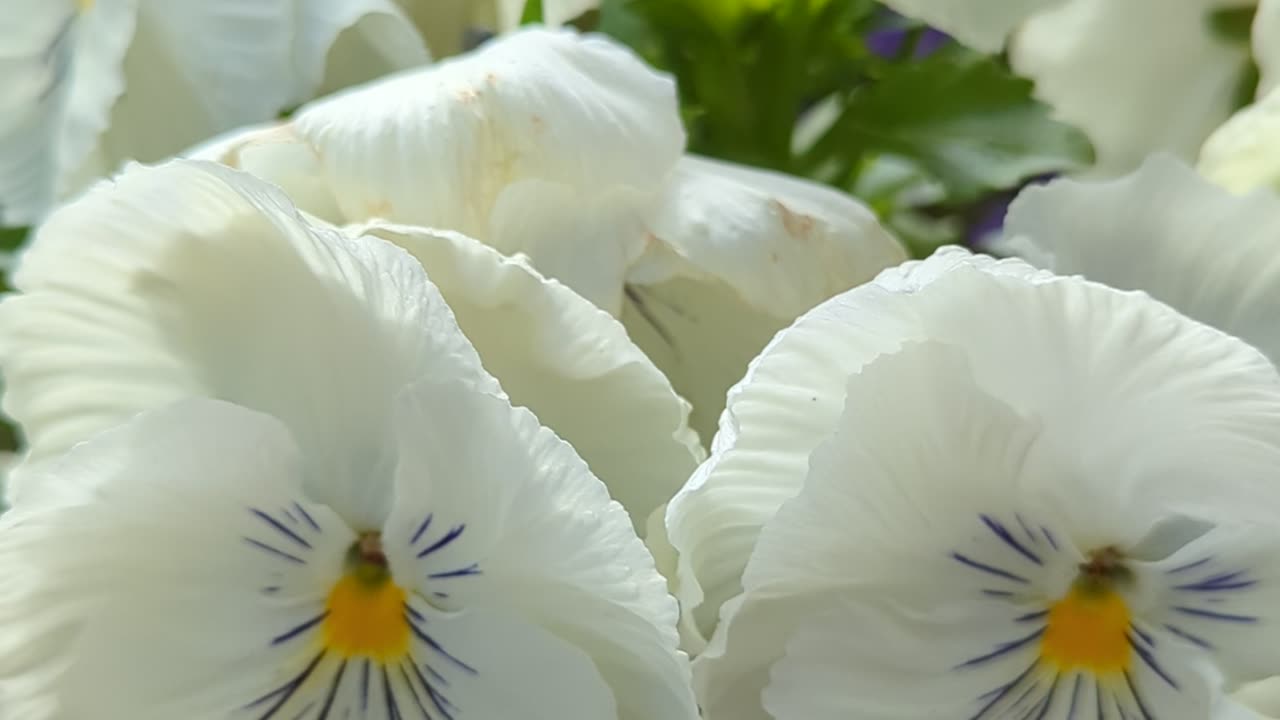 White pansies