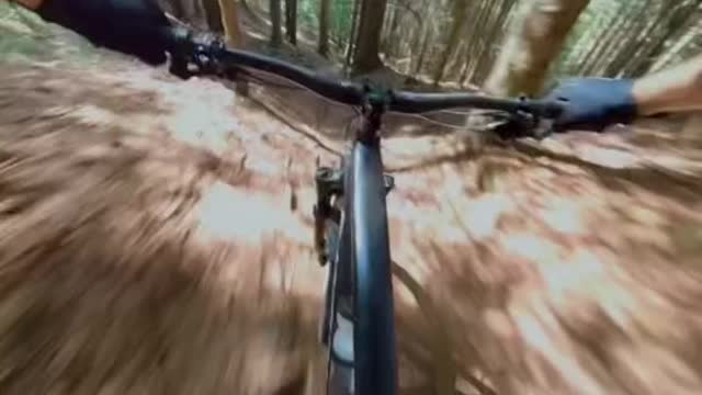 Flying through the woods