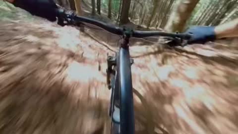 Flying through the woods