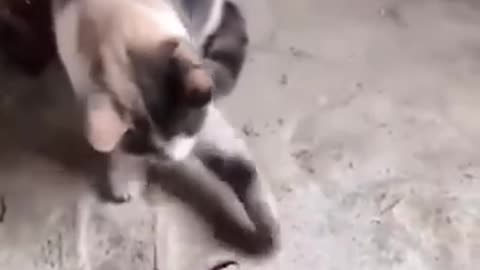 Funniest Cats and Dogs 🐶🐱 | Funny Animal Videos