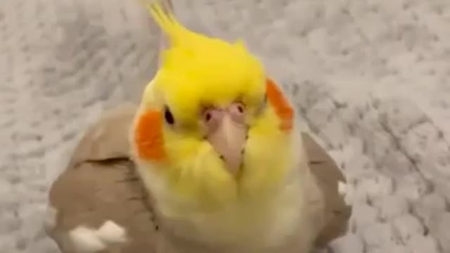 Happy Cockatiel singing ,Cookie Song