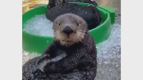 Sea otter playing with ice.😂😂😍😍