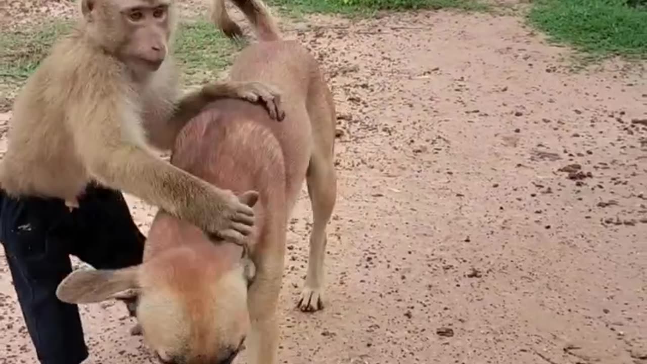 Dog and monkey funny video