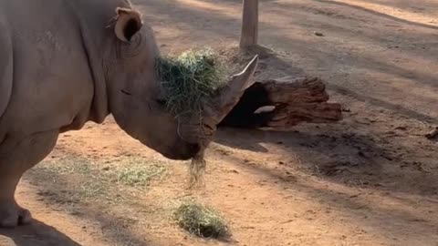 Is this a blindfold for the rhino?