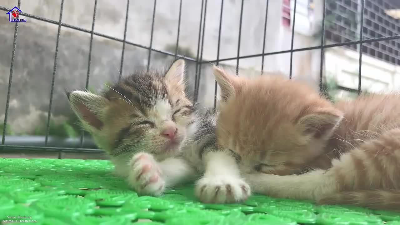 How to Train a Cat to Do 5 Life-Changing Things - Reader's ...