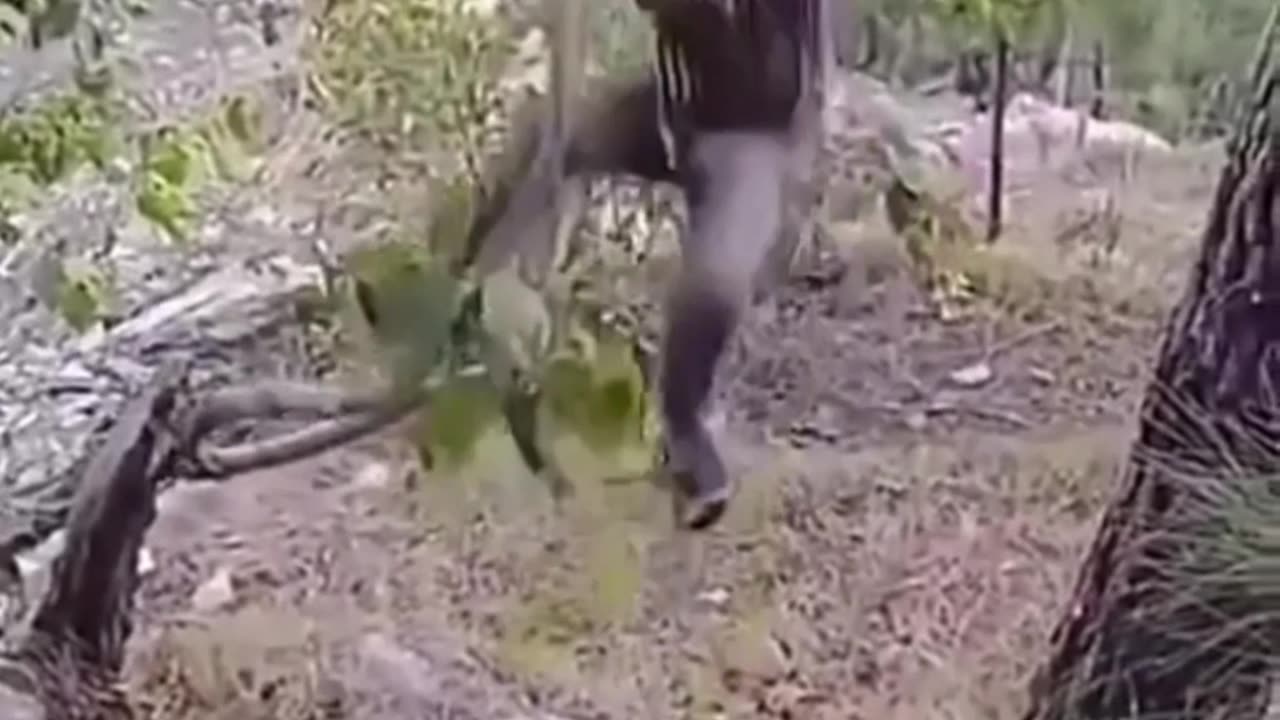 Jungle