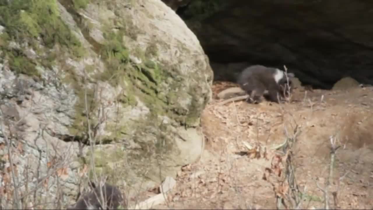 Grizzly Bear Mother Protects Her 3 Tiny Newborns Cubs