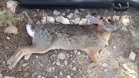 Got a trespasser with the Daisy 177cal