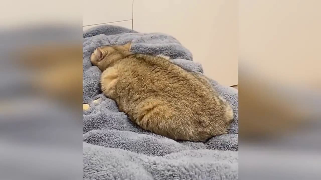 Cats and dogs very funny video 😆ðŸ¤ðŸ˜†.