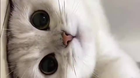 CUTE CAT MOMENT