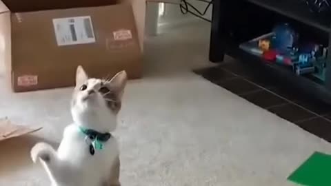 cat funny moment