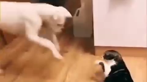 Cat funny video