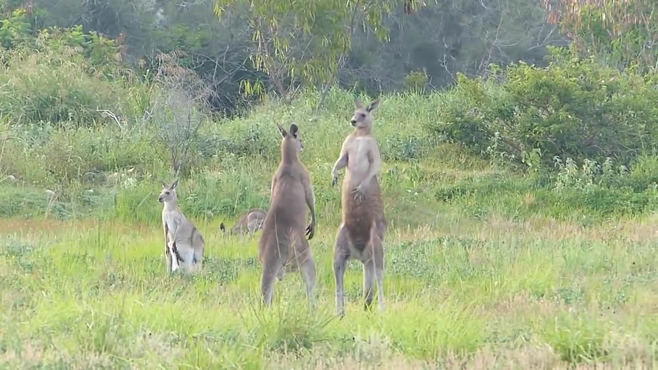 Kangaroos Fighting