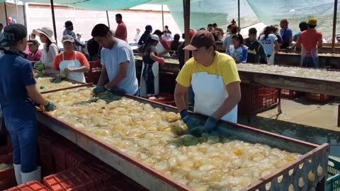 How to Million of Jellyfish is Fishing and Processing - Giant Jellyfish in China - Cannonball Jelly