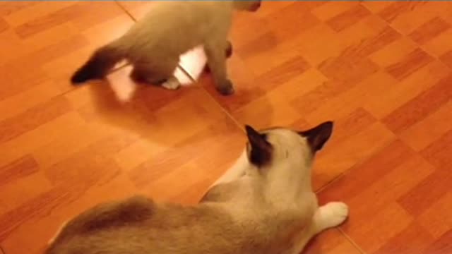 Two most funny cats funny moment...😽😽😽😽😽😘😘😘😘😘😘😺😺😚😚😚😚😚