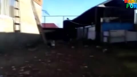 Funny Animal Compilation 2023