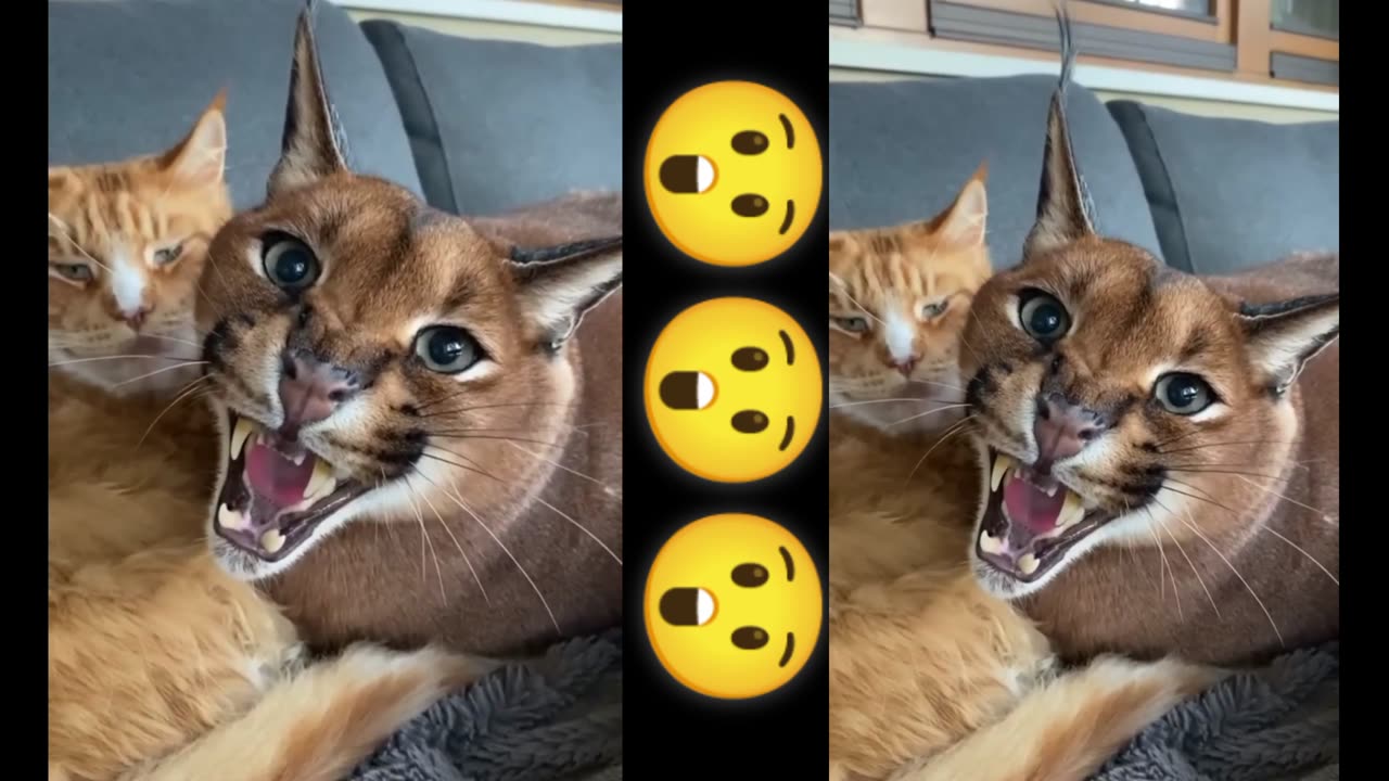 Cat 🐈 funny video clip 4K video 😯😯😯😯